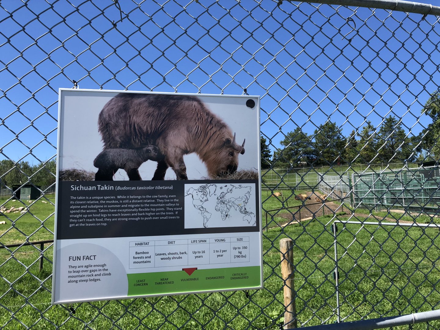 Sichuan Takin Sign at Edmonton Valley Zoo (July 2022)