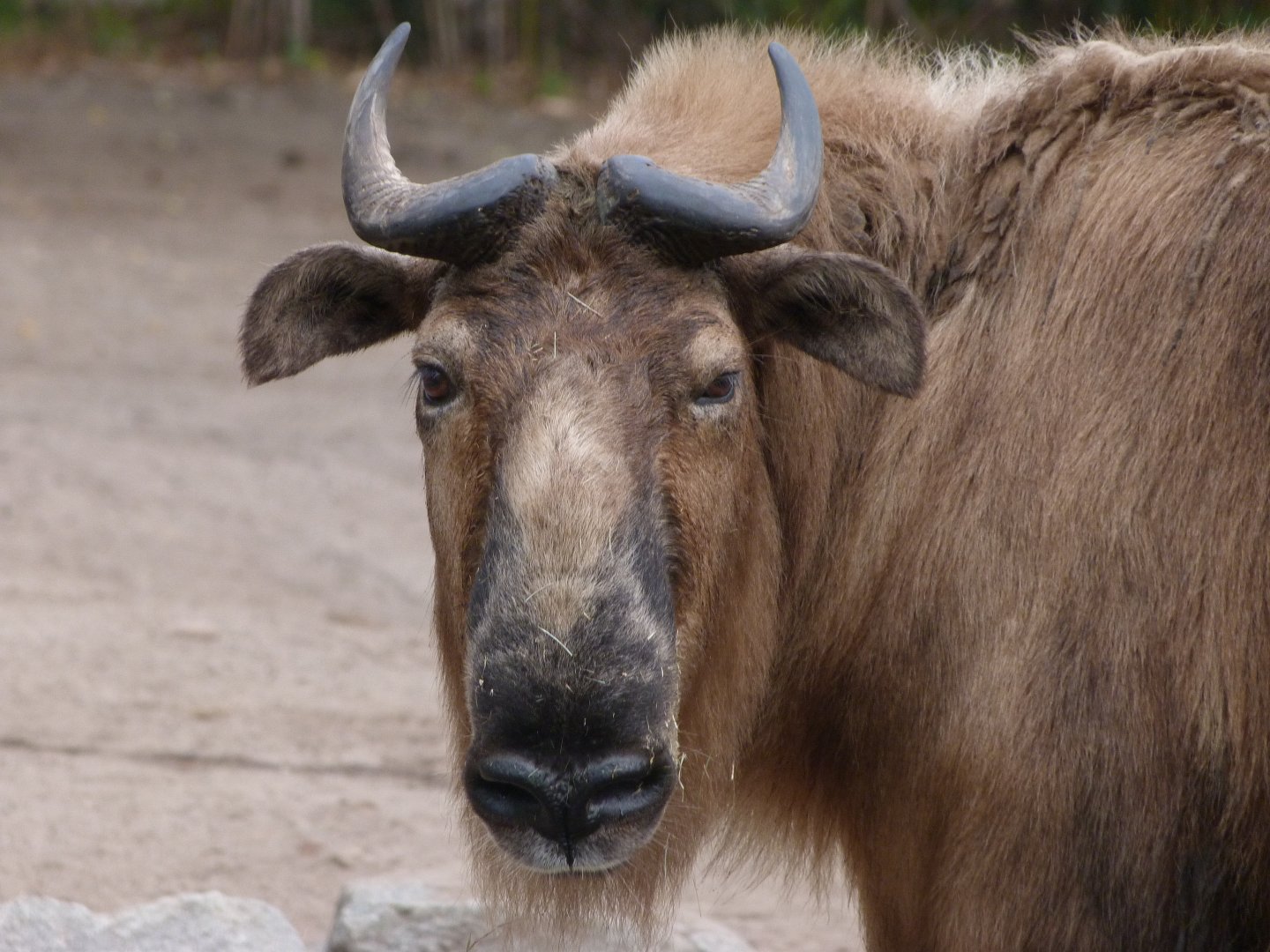 Sichuan takin -Tierpark Berlin (2024)