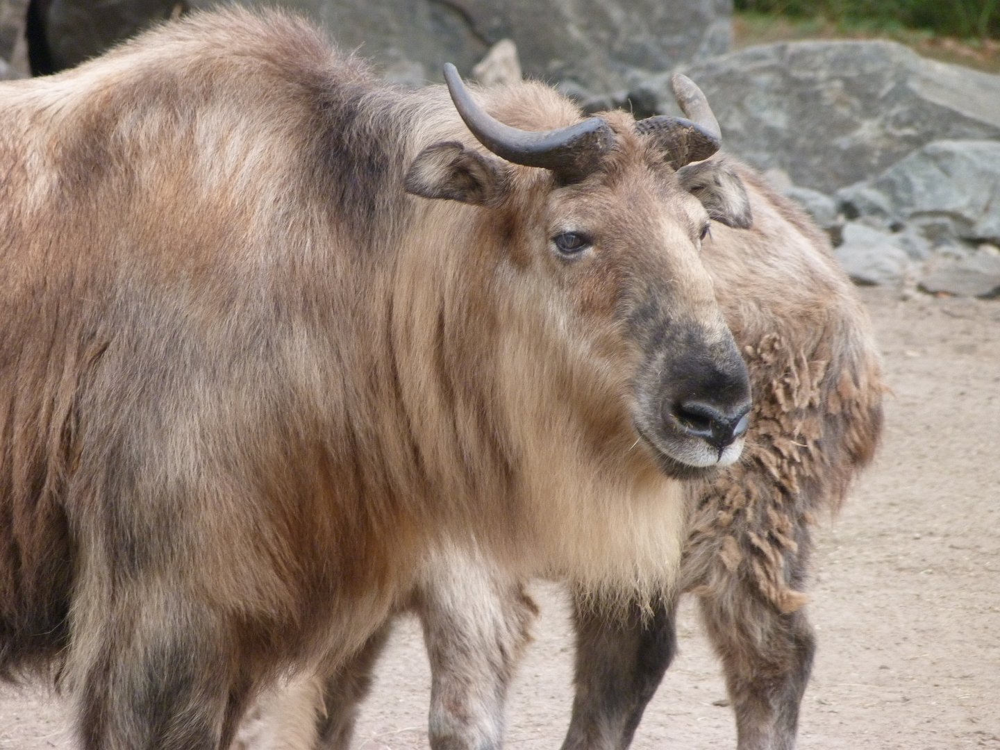 Sichuan takin -Tierpark Berlin (2024)