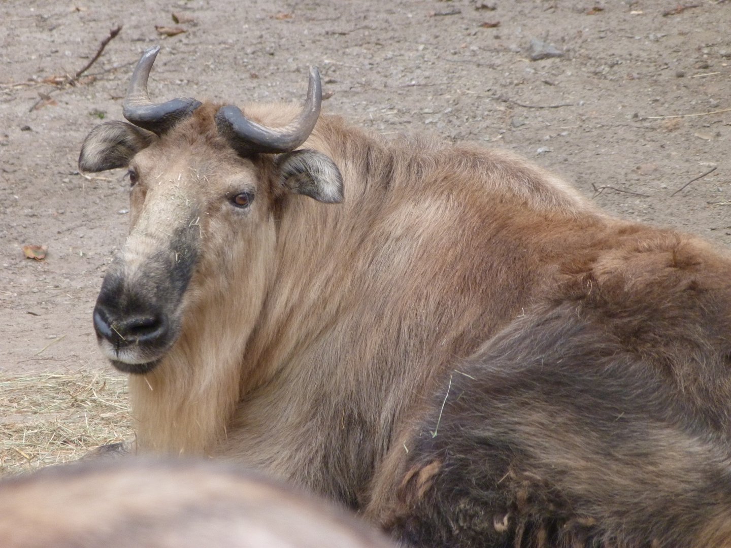 Sichuan takin -Tierpark Berlin (2024)