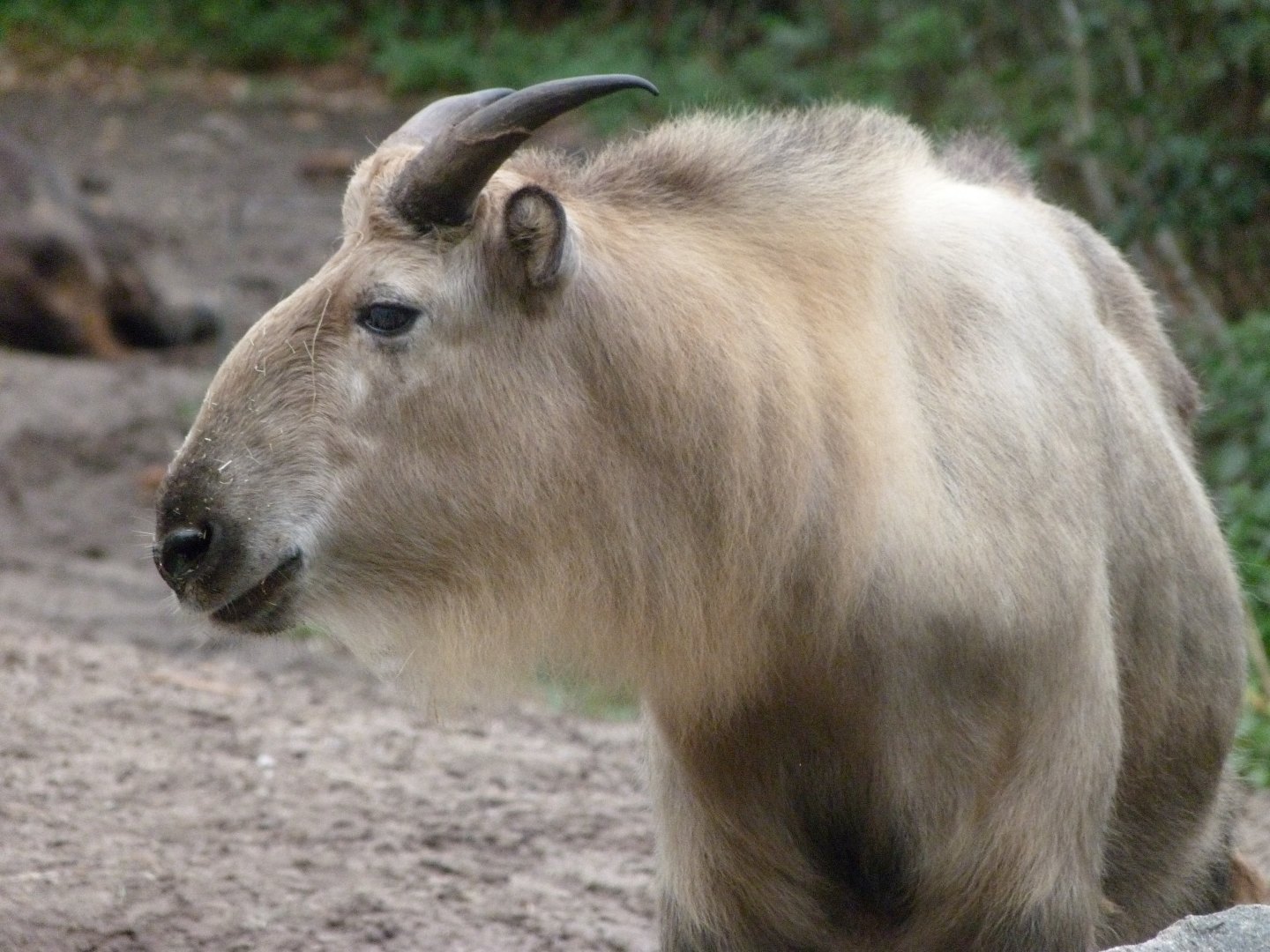 Sichuan takin -Tierpark Berlin (2024)