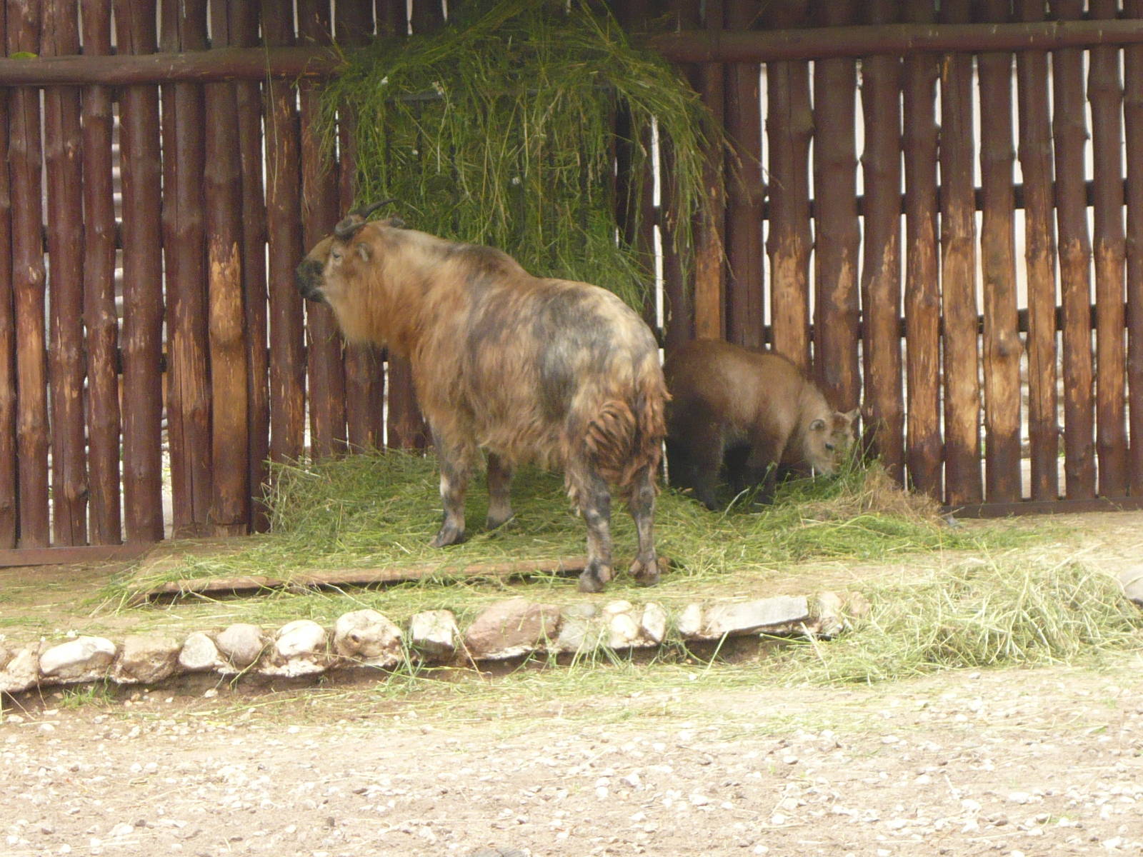 Sichuan takin with calf