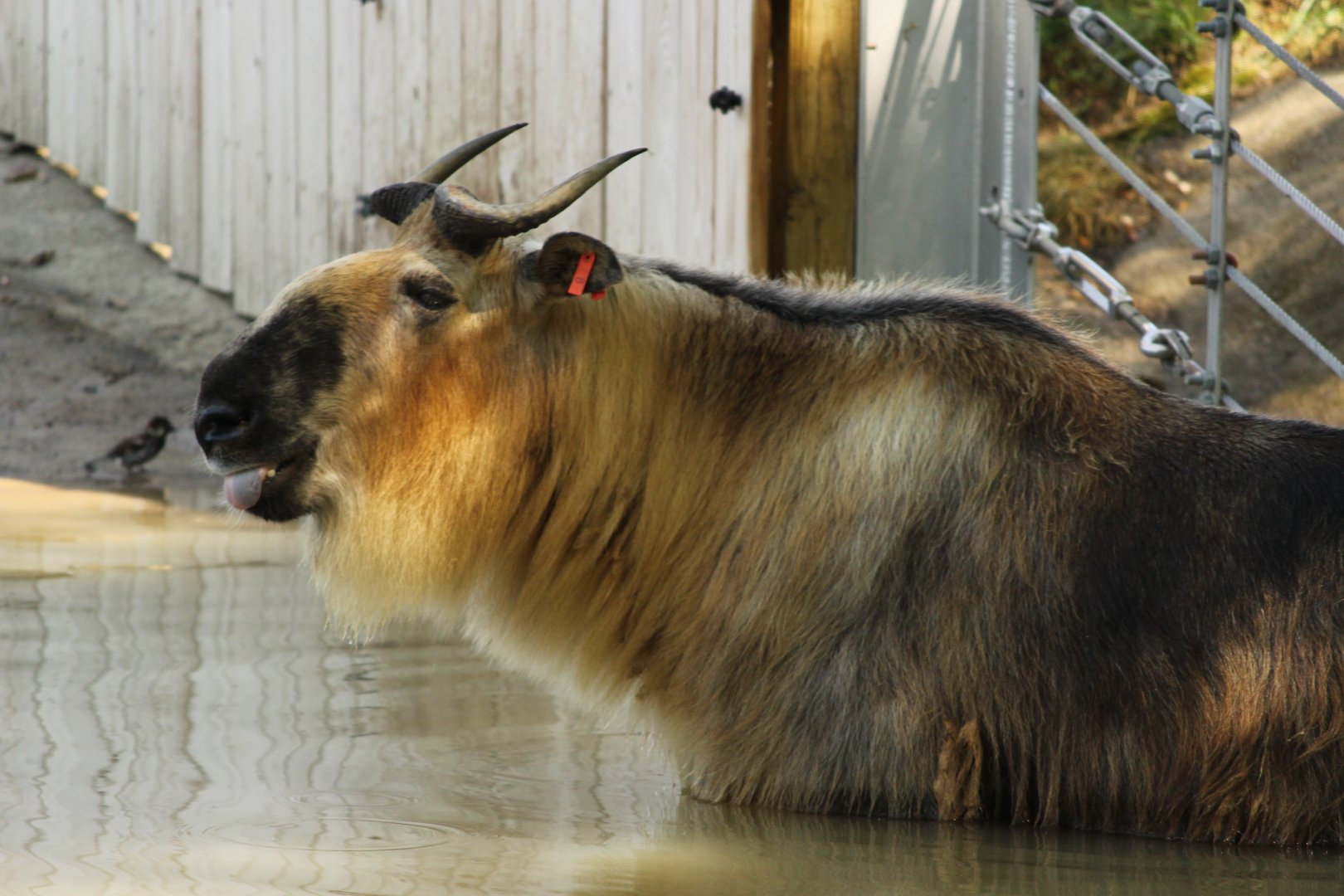 SIchuan Takin with tongue out
