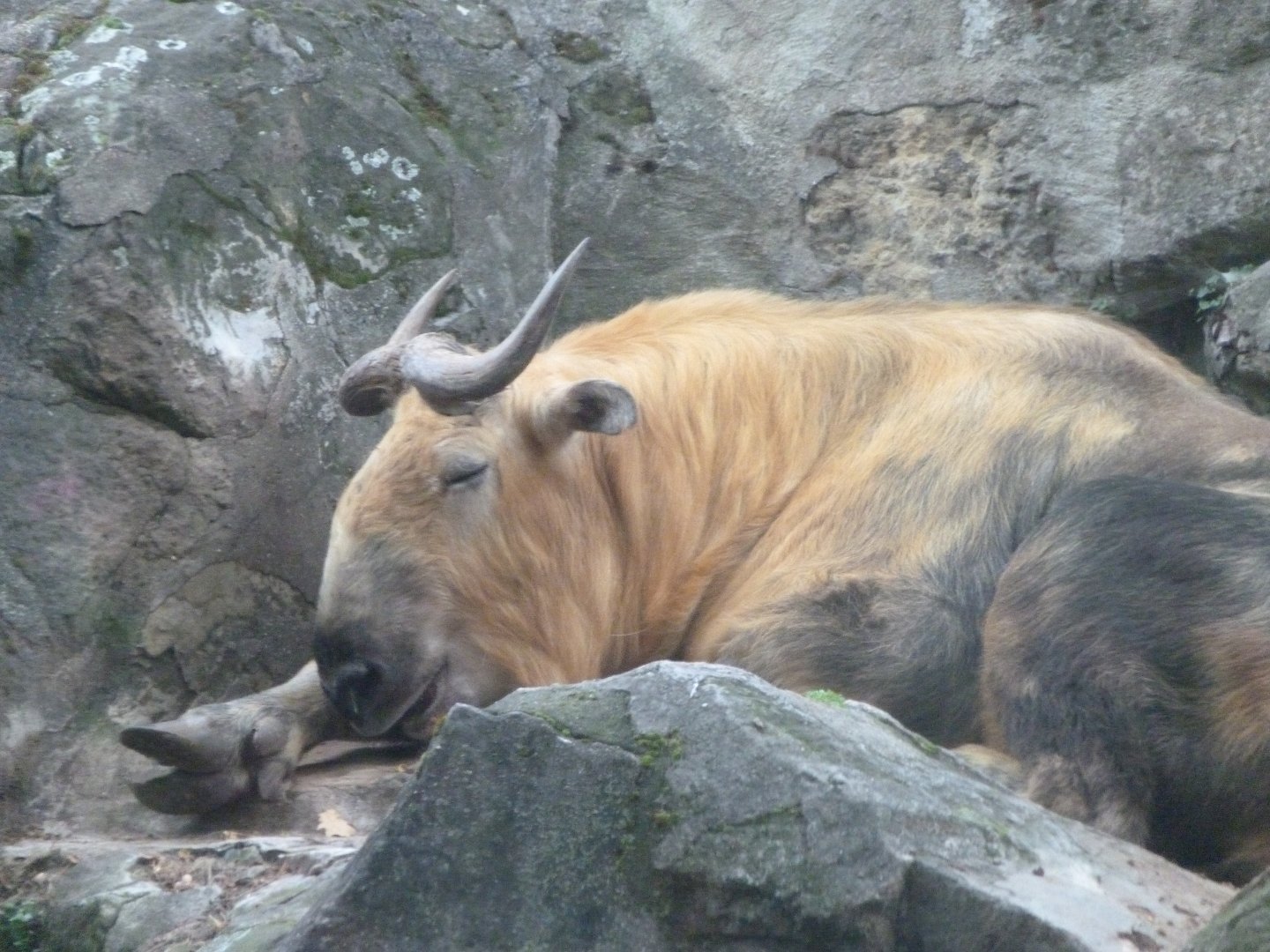 Sichuan takin -Zoologischer Garten Berlin (2024)