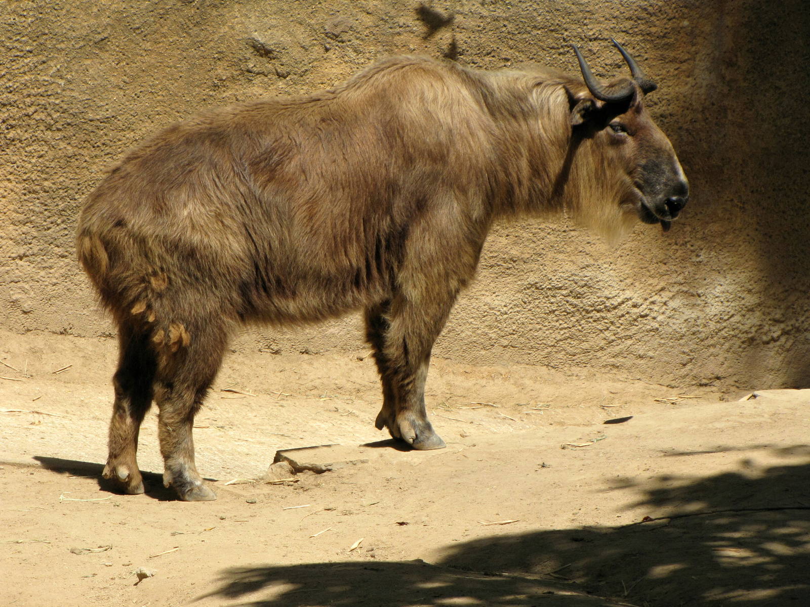 Sichuan Takin