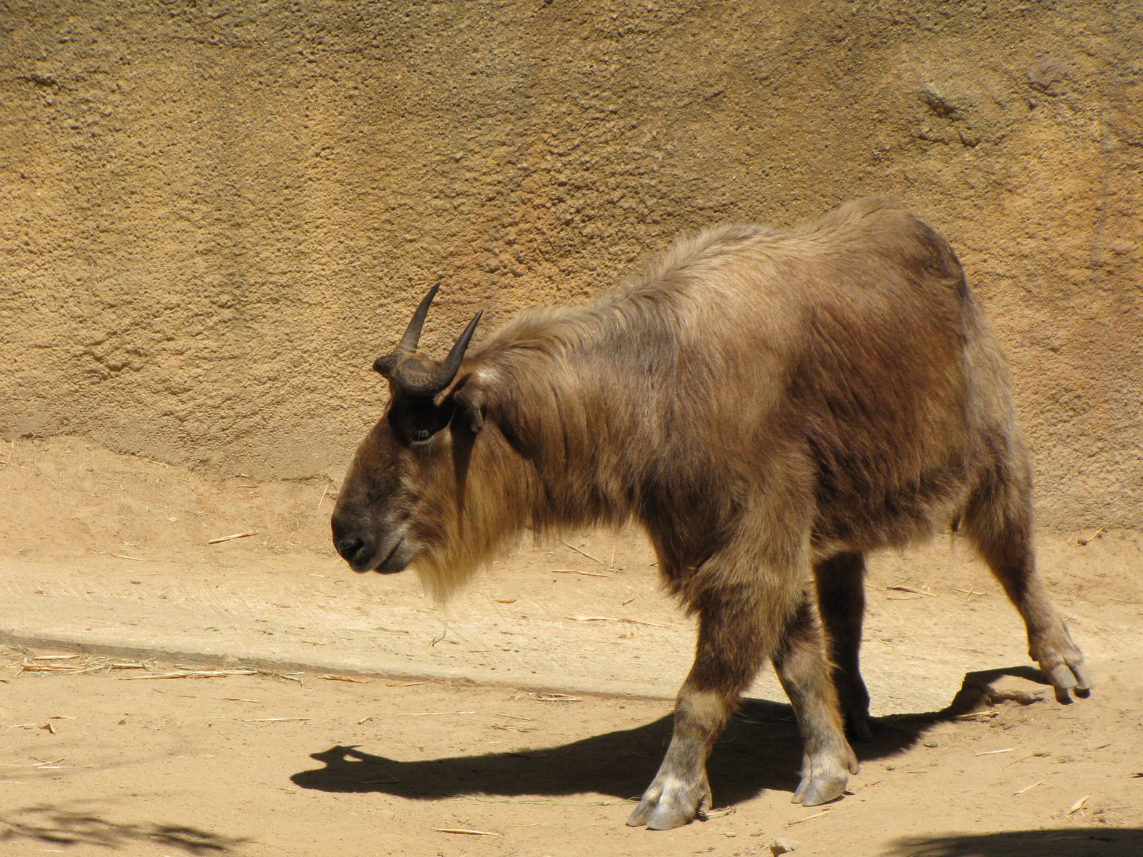 Sichuan Takin