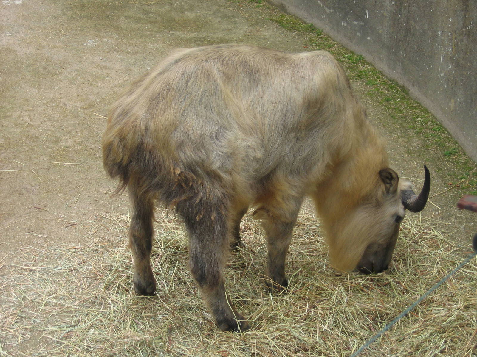 Sichuan takin