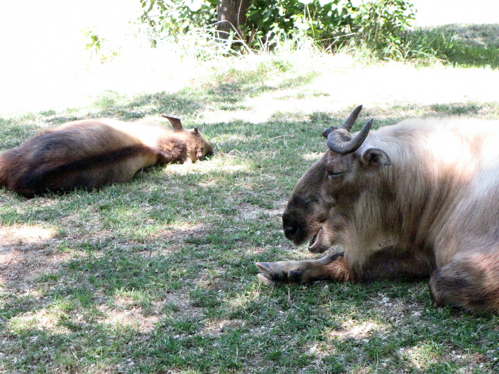Sichuan Takin