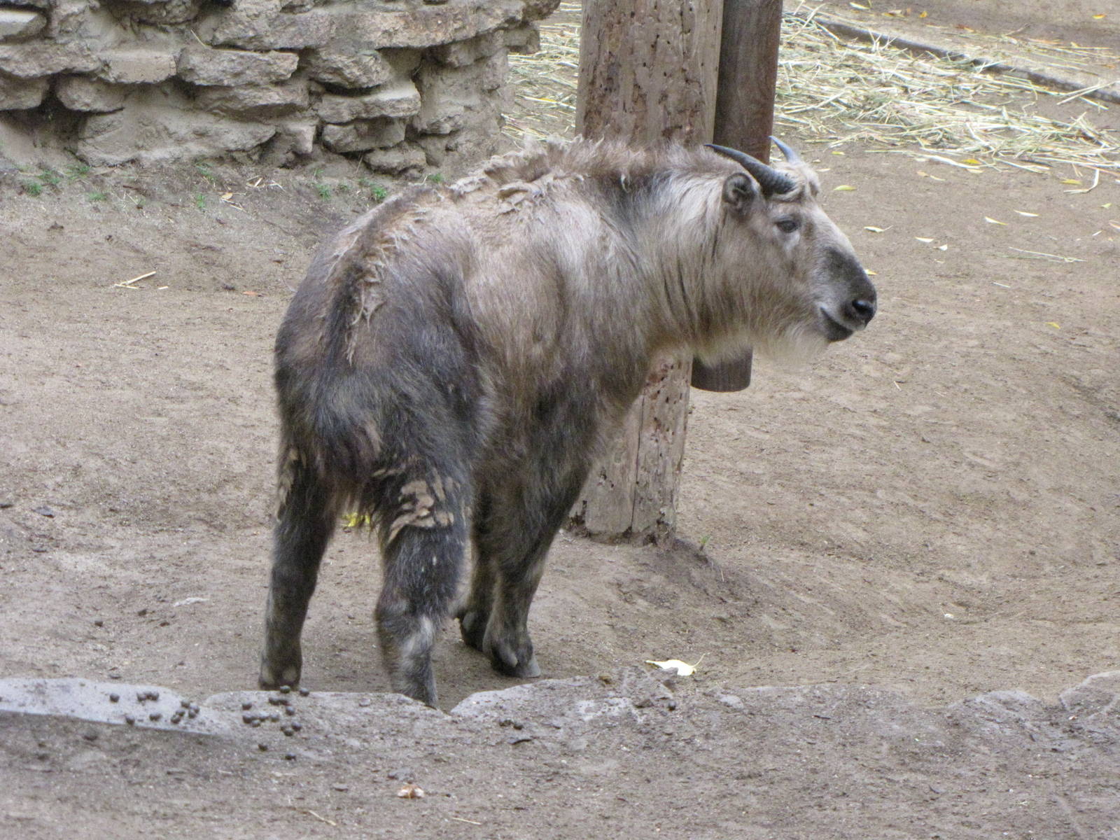 Sichuan Takin