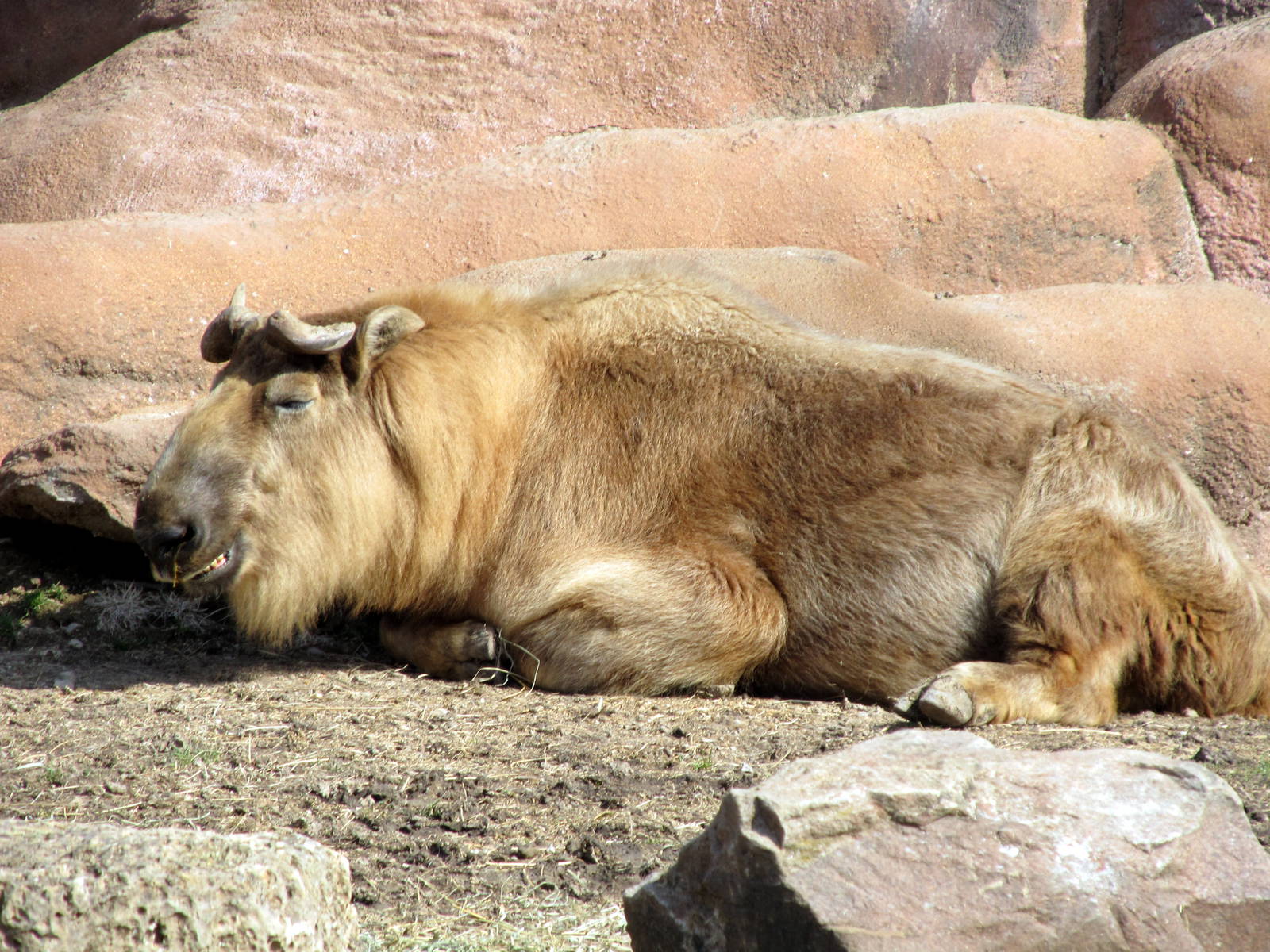 Sichuan Takin