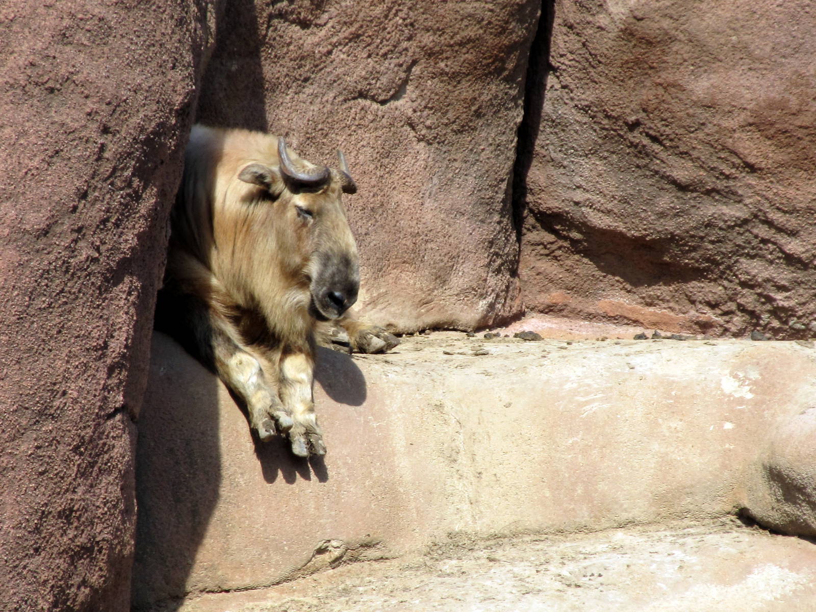 Sichuan Takin