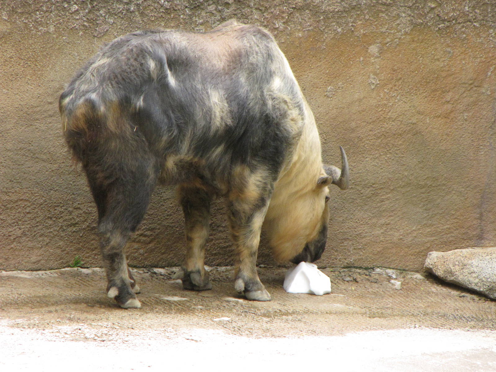 Sichuan Takin