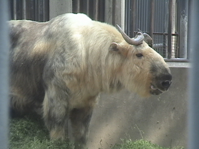 Sichuan Takin