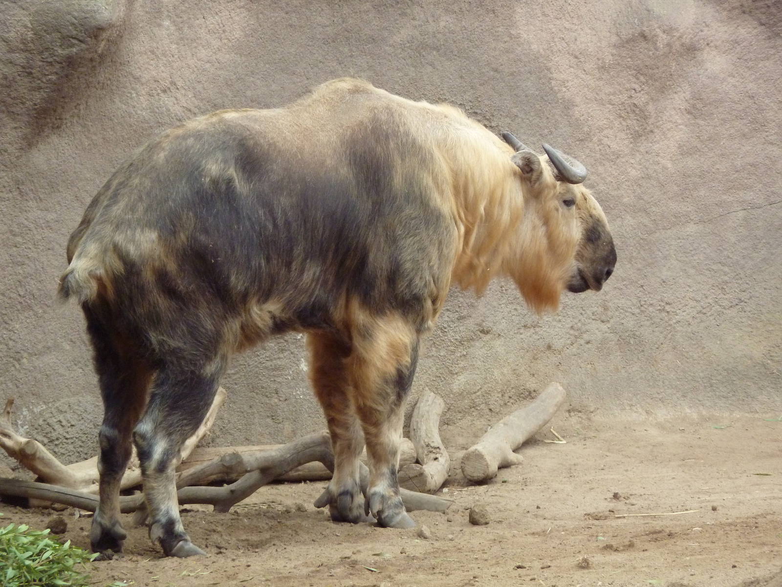 Sichuan Takin