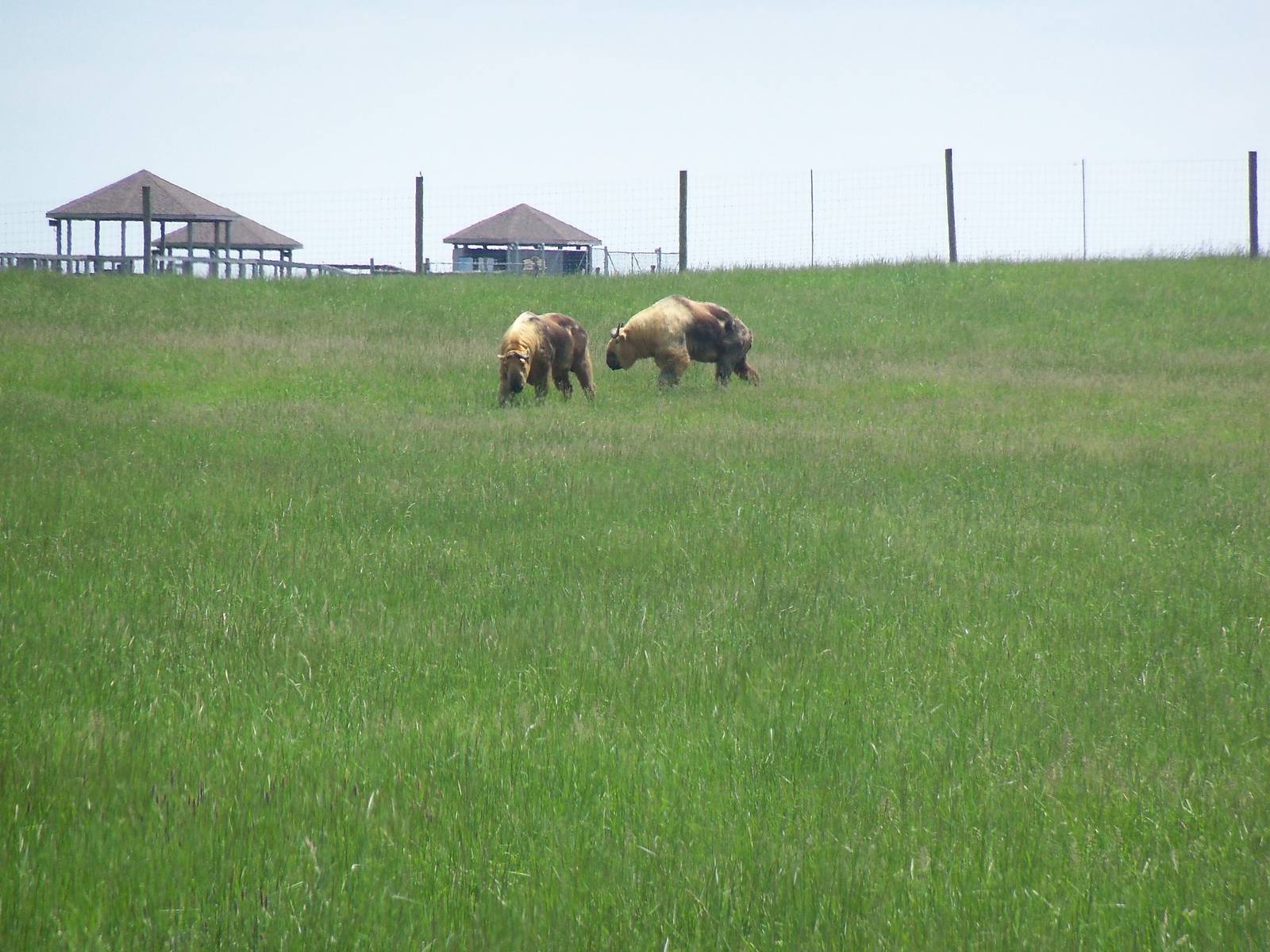 Sichuan Takin