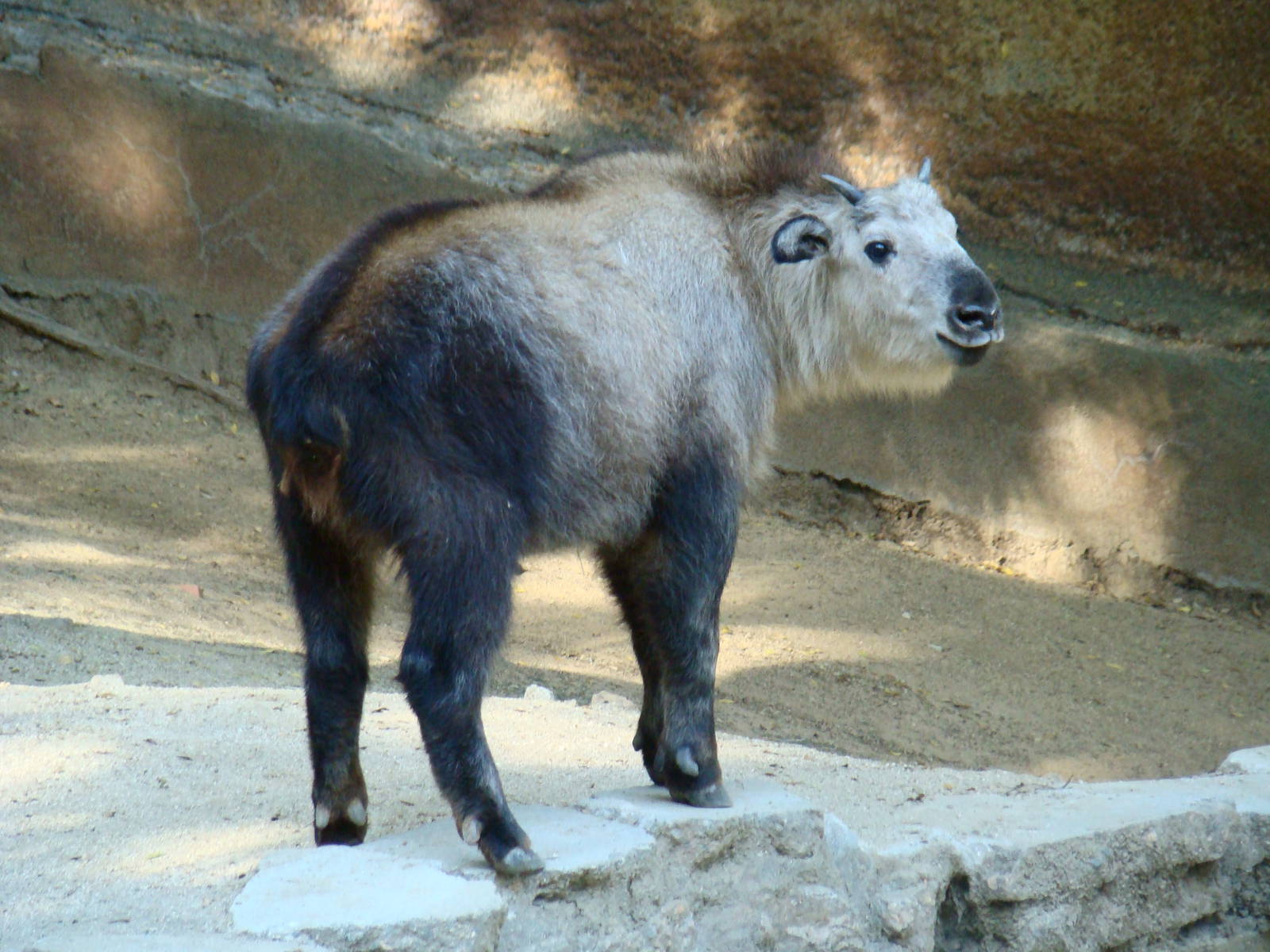 Sichuan Takin