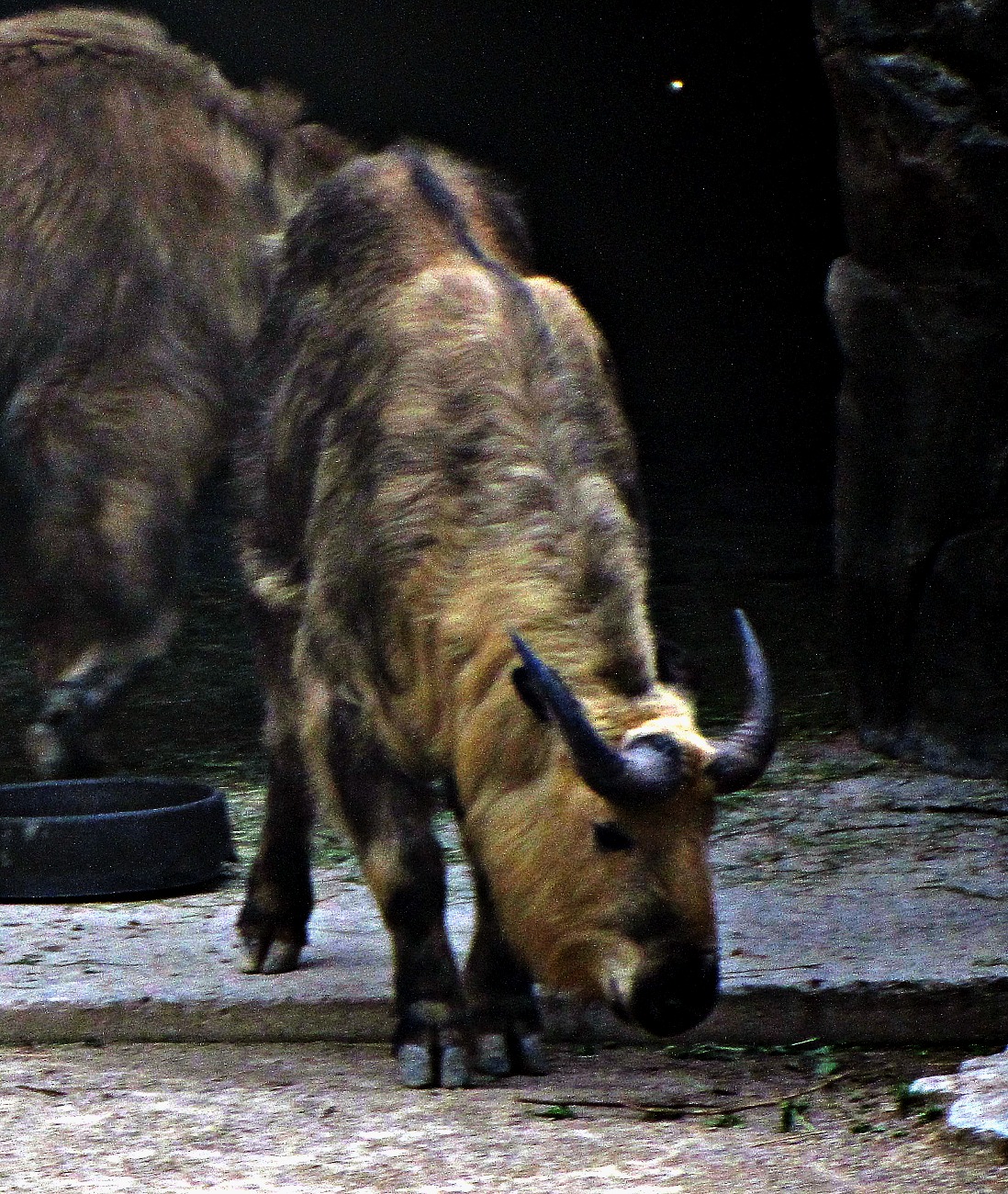 Sichuan Takin