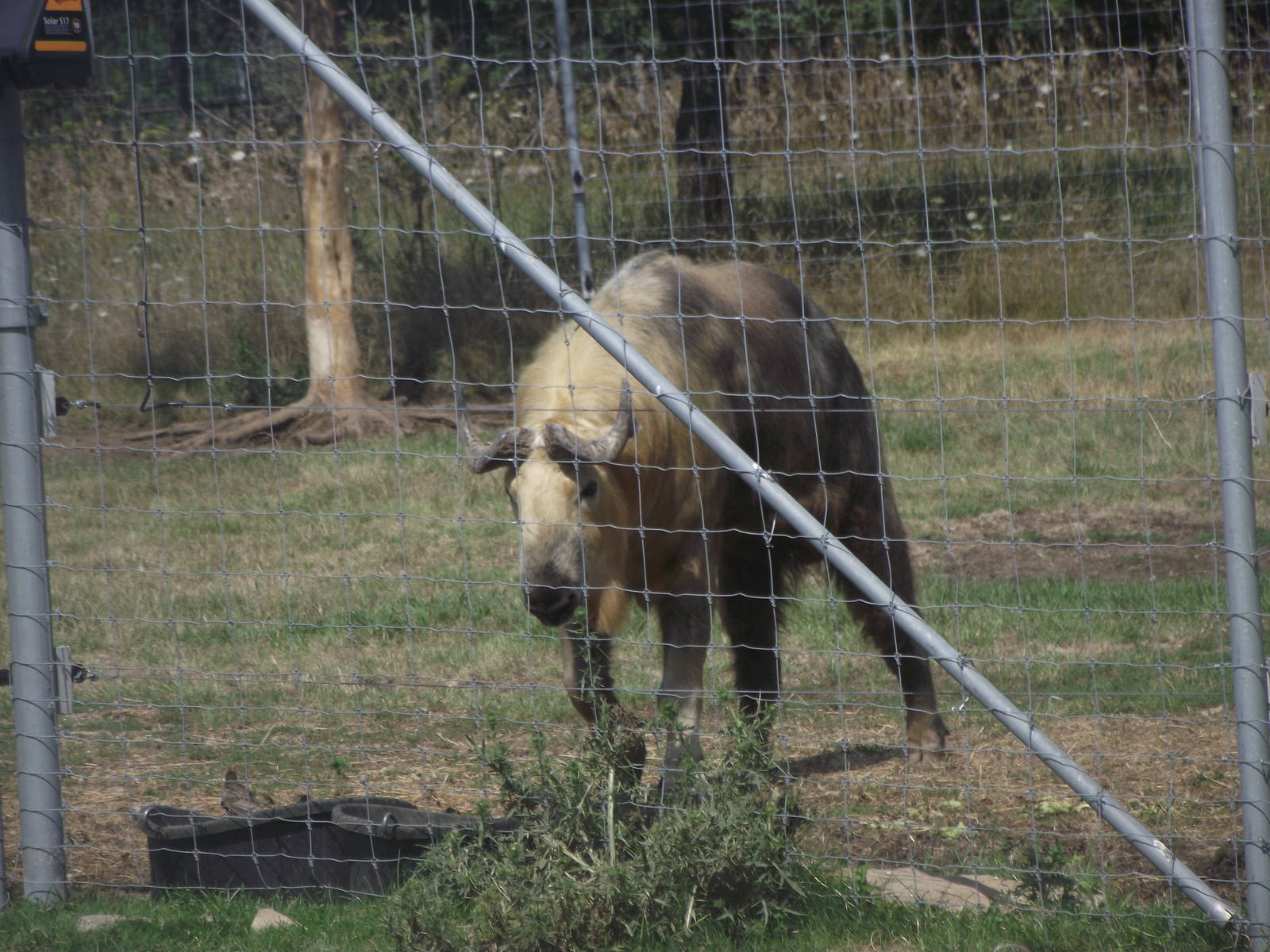 Sichuan Takin