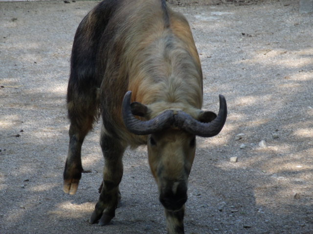 Sichuan Takin