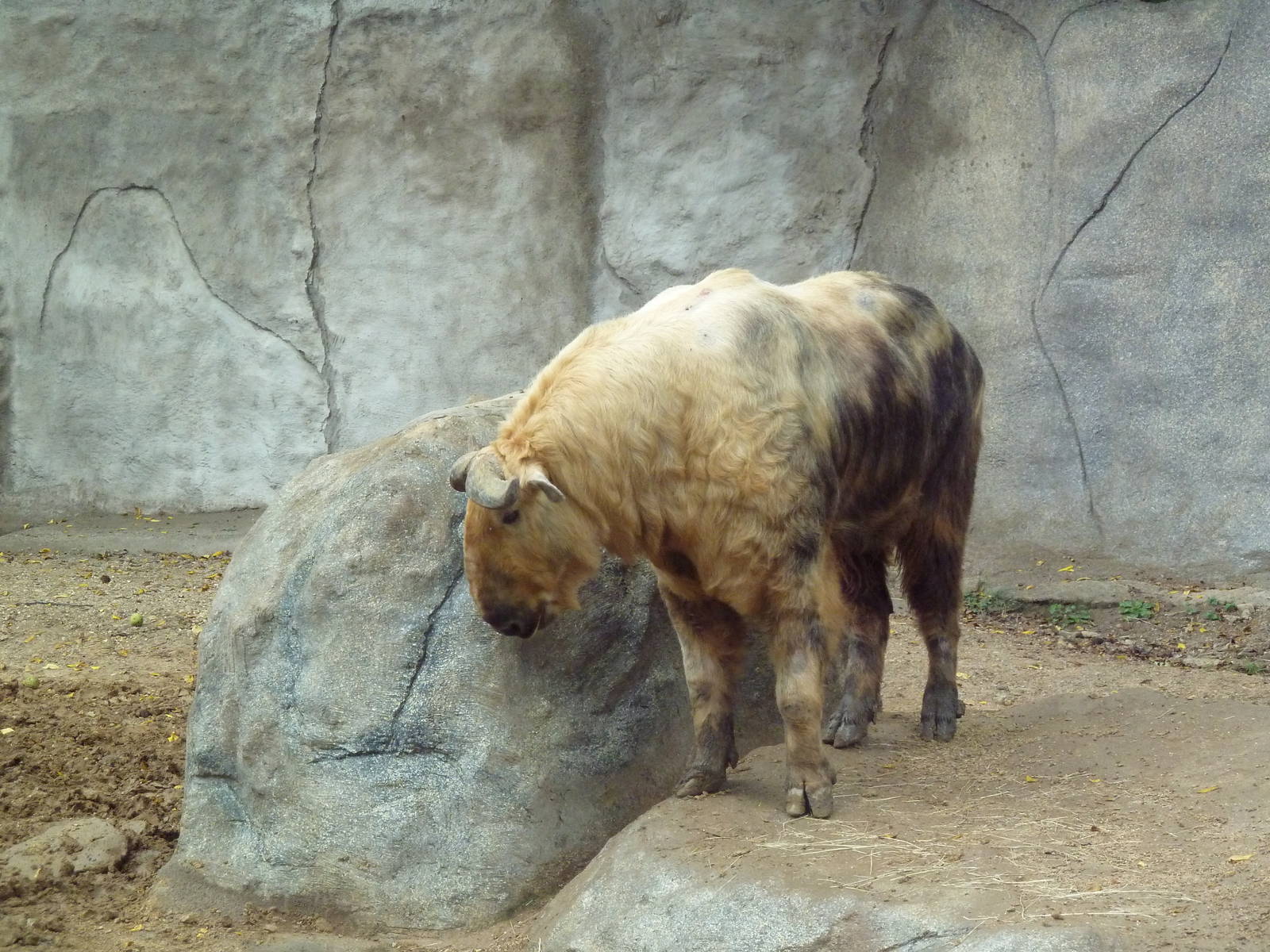 Sichuan Takin