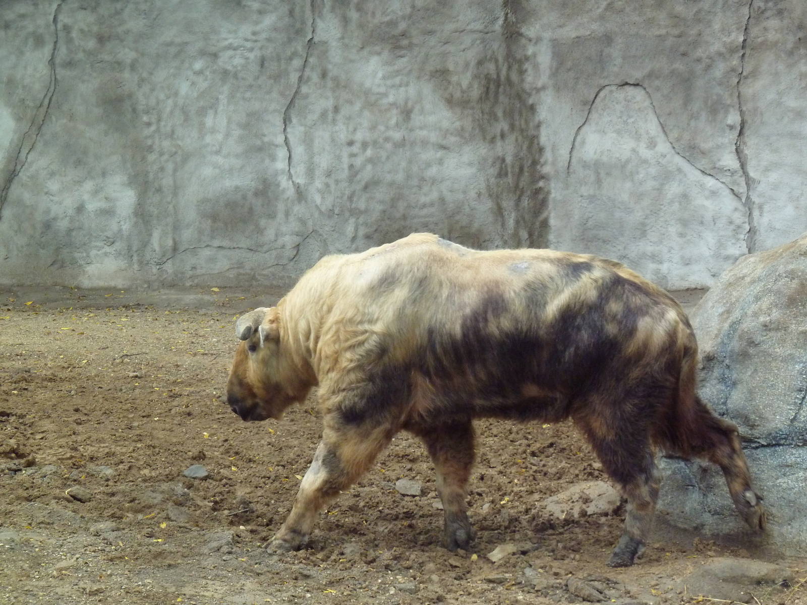 Sichuan Takin