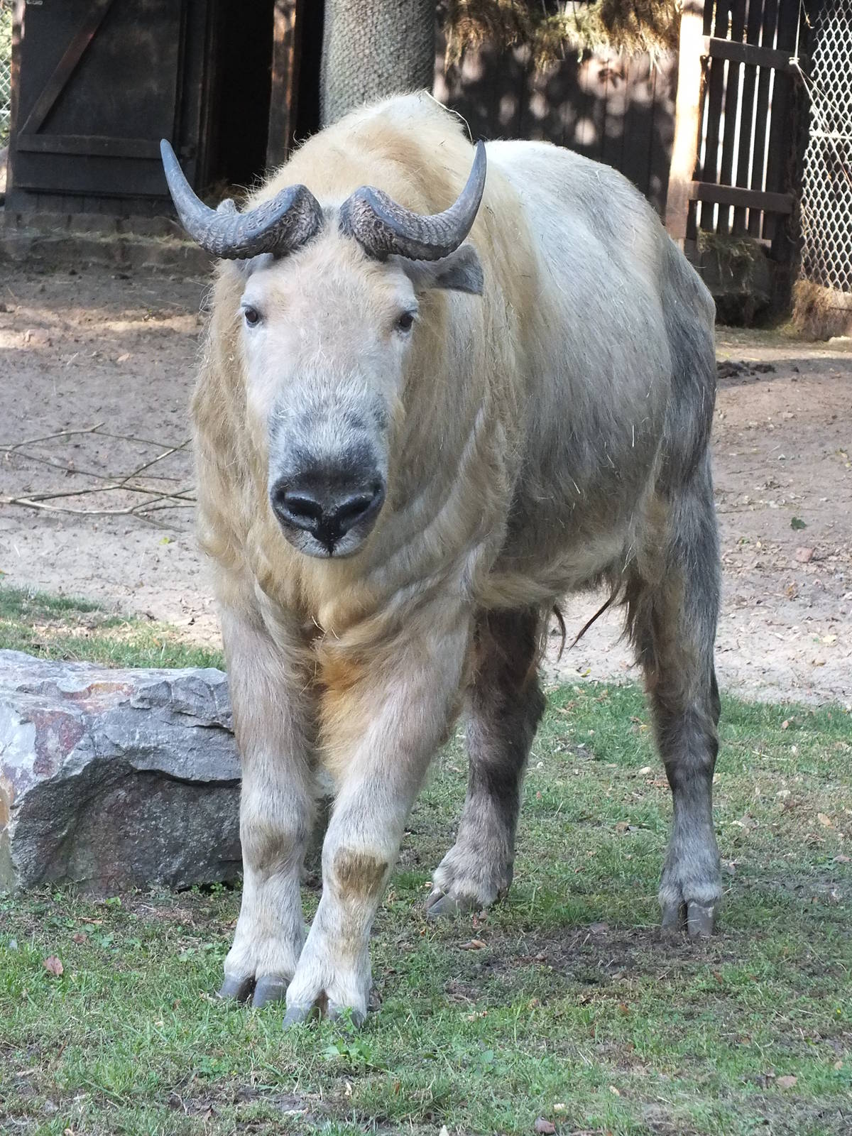 Sichuan Takin