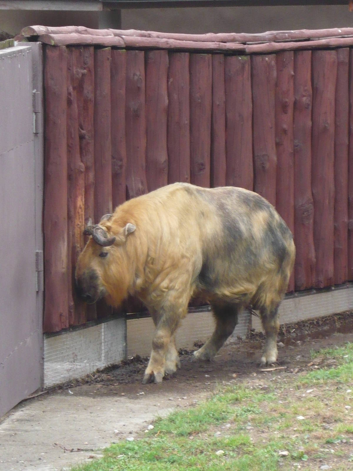 Sichuan takin