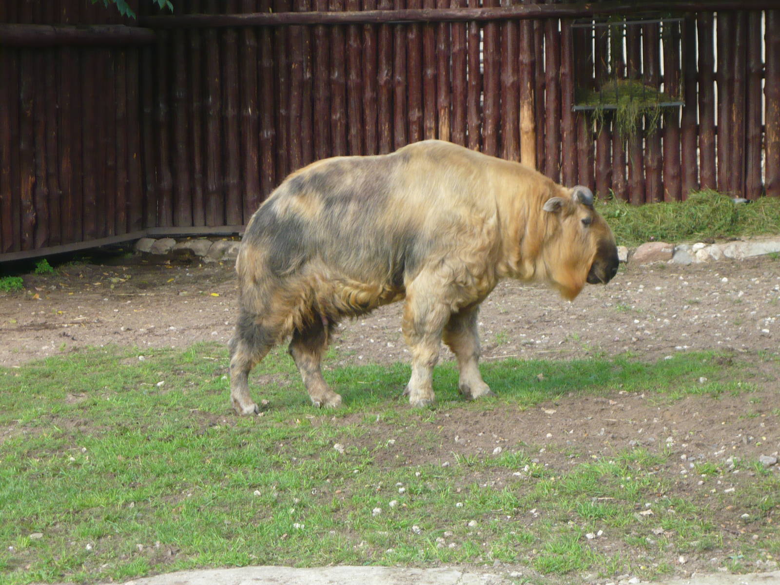 Sichuan takin