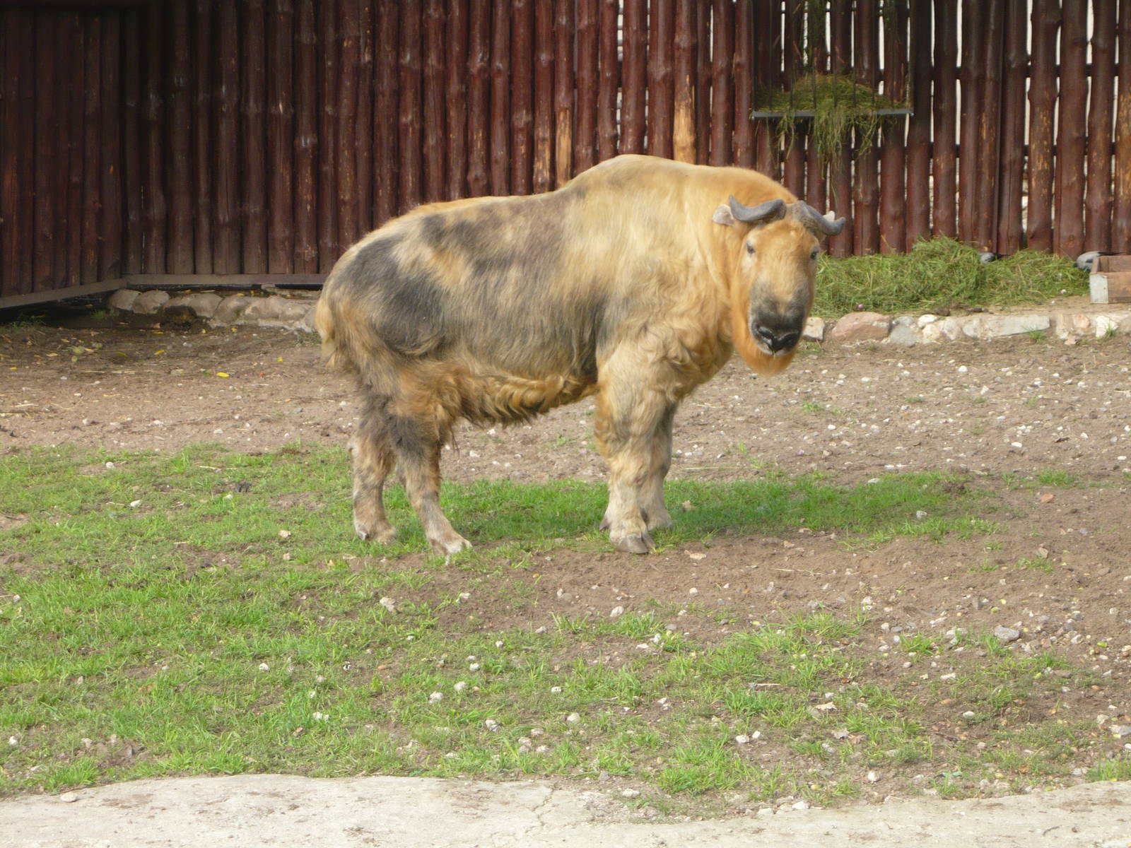 Sichuan takin