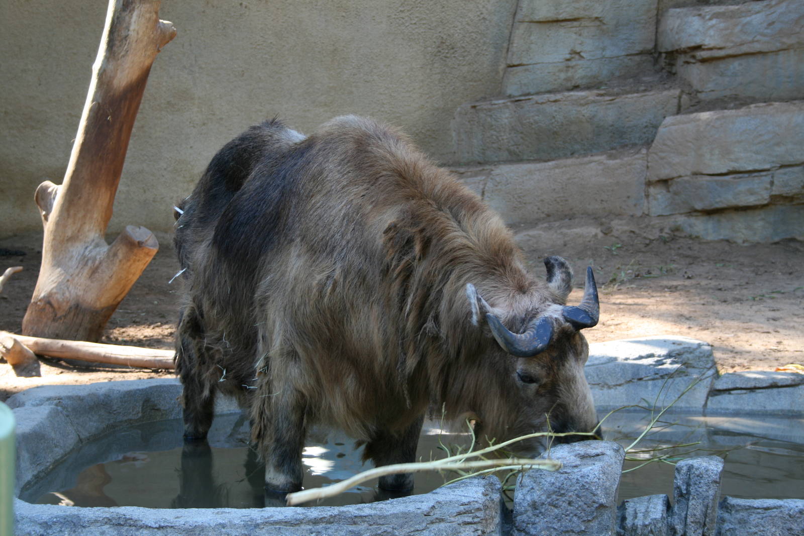 Sichuan Takin