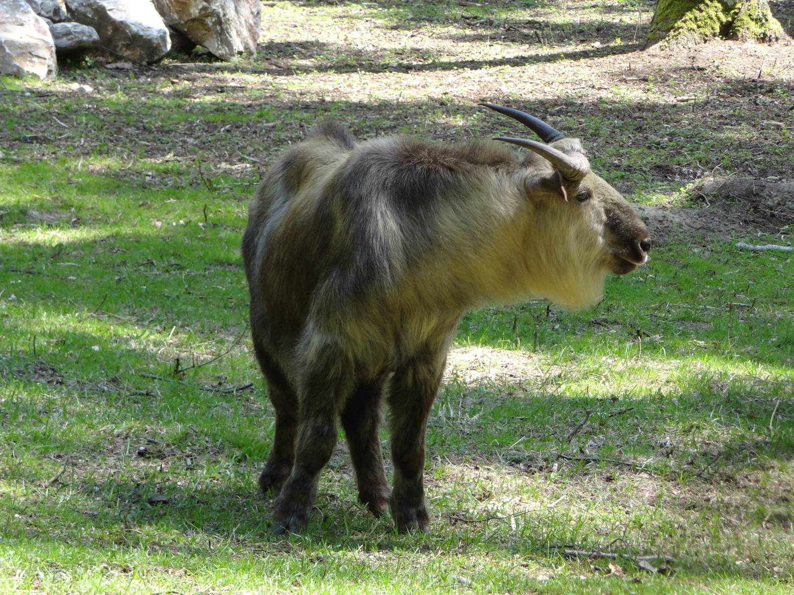 Sichuan Takin