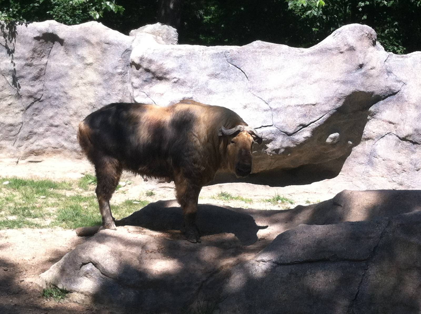 Sichuan Takin