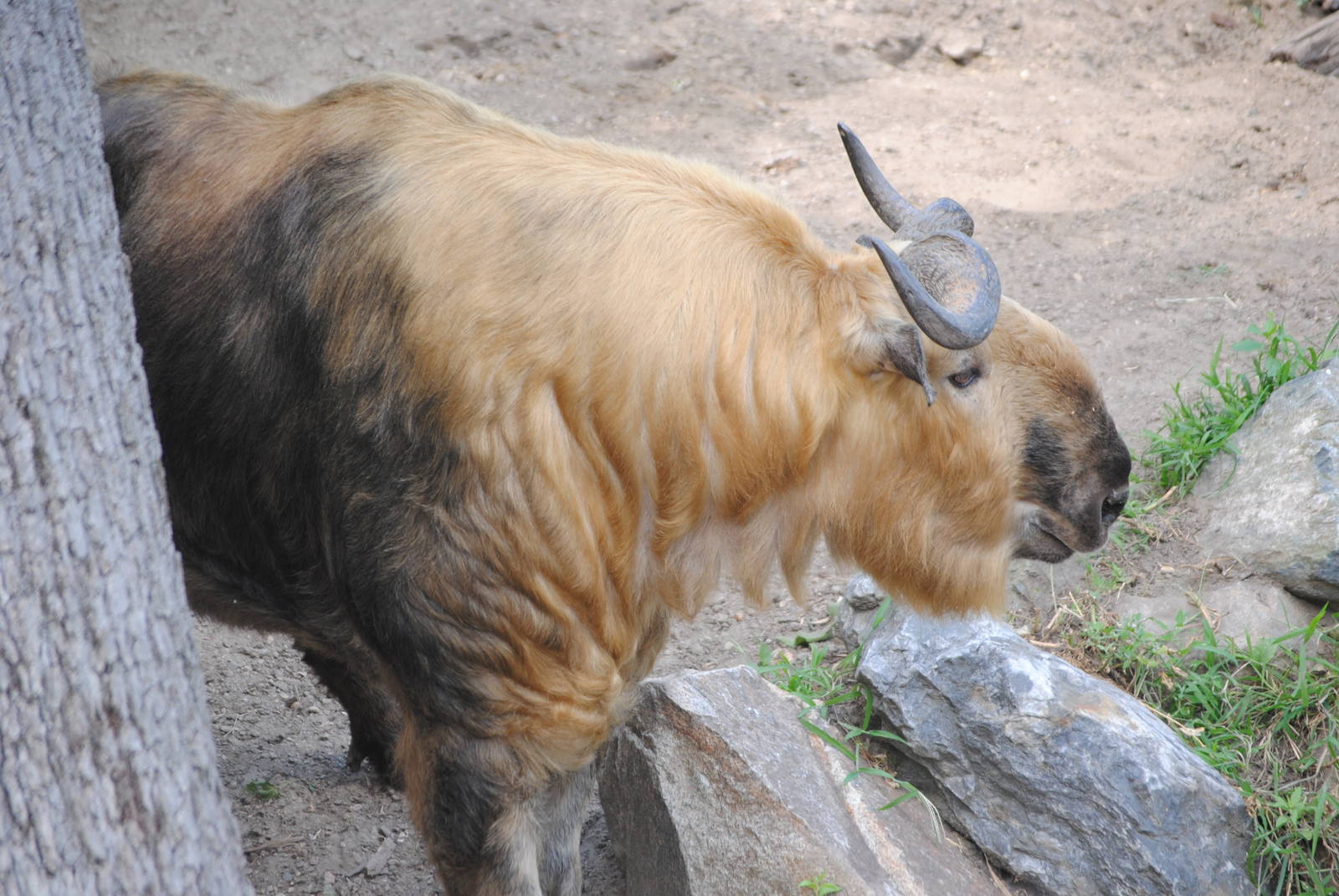 Sichuan Takin