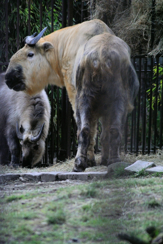 Sichuan takin
