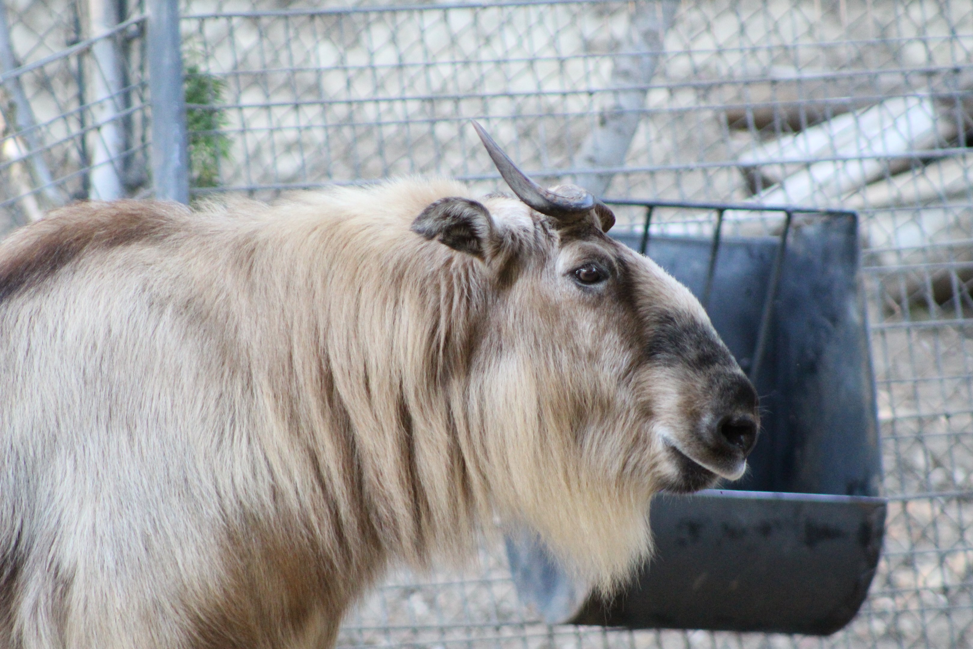 Sichuan Takin