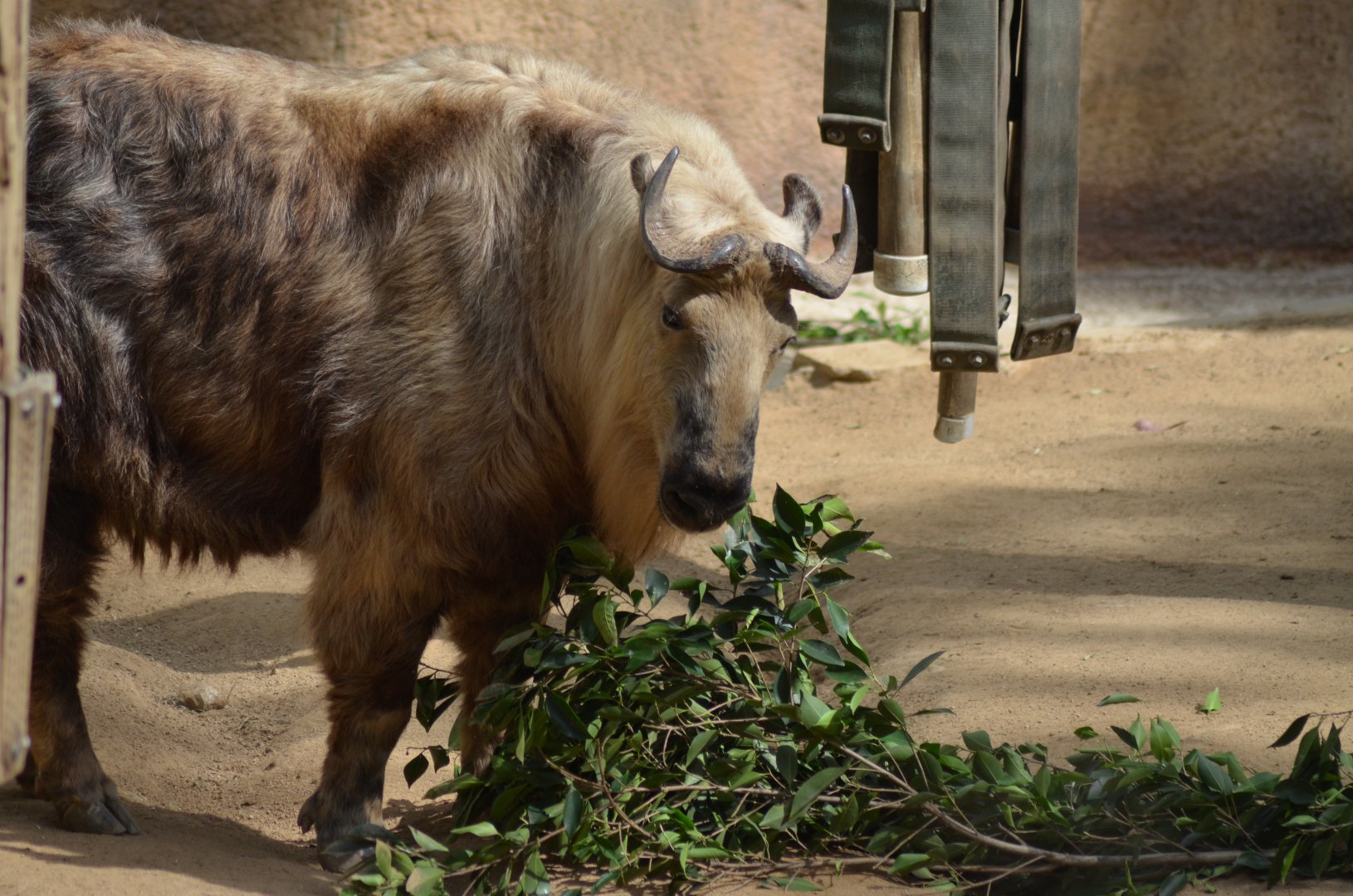 Sichuan Takin