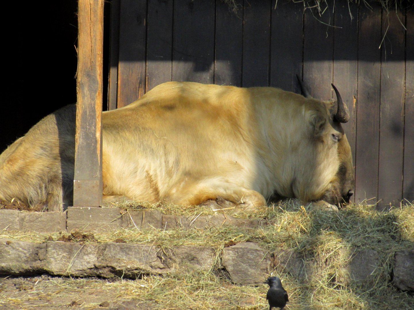 Sichuan Takin