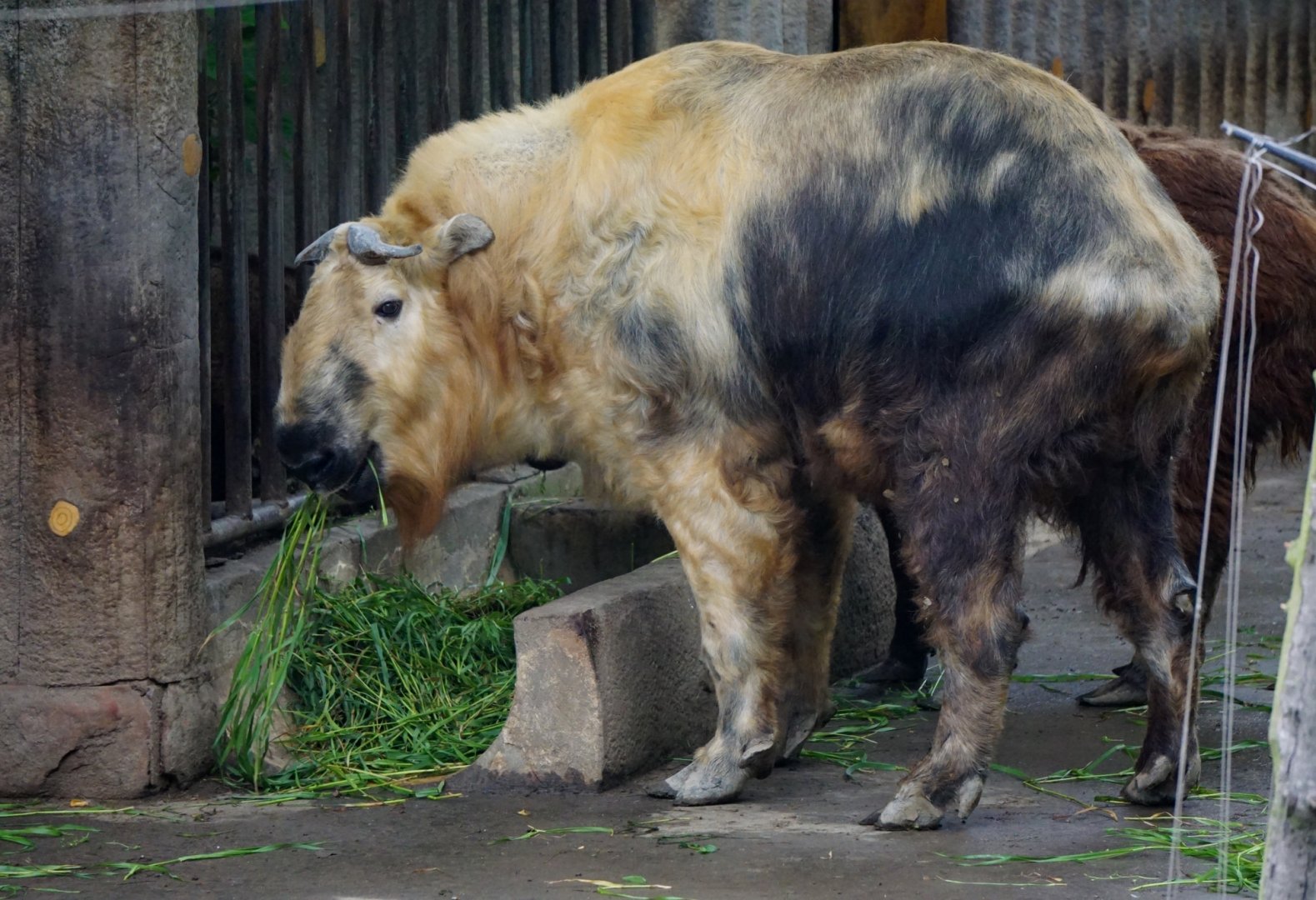 Sichuan takin