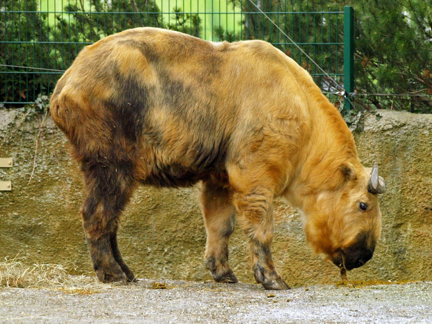 Sichuan takin