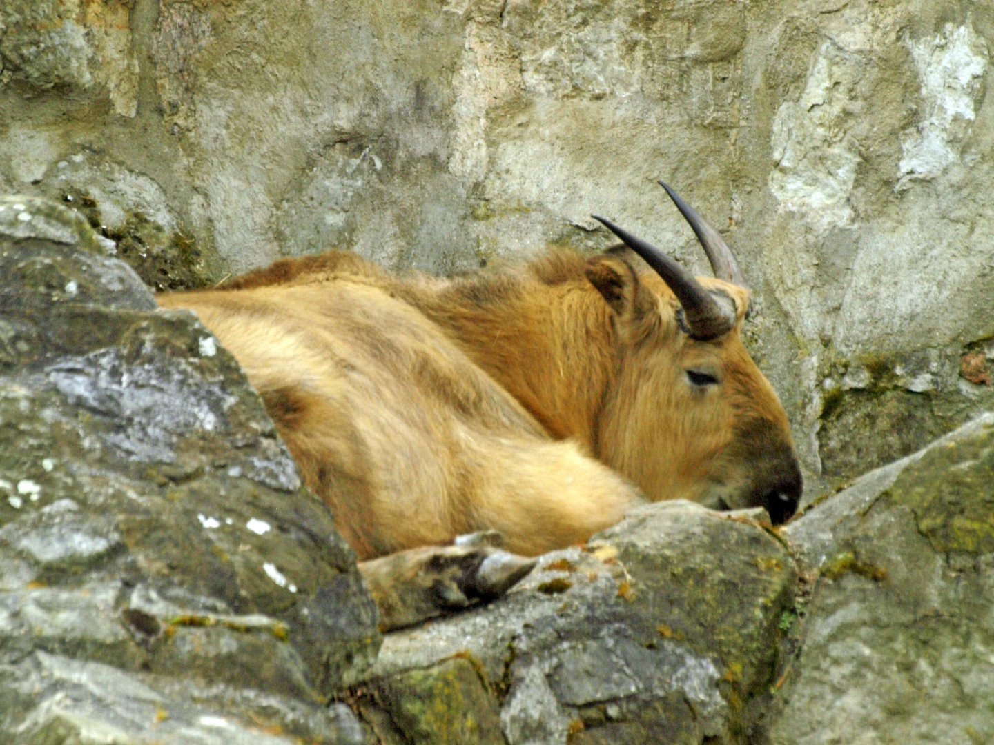 Sichuan takin