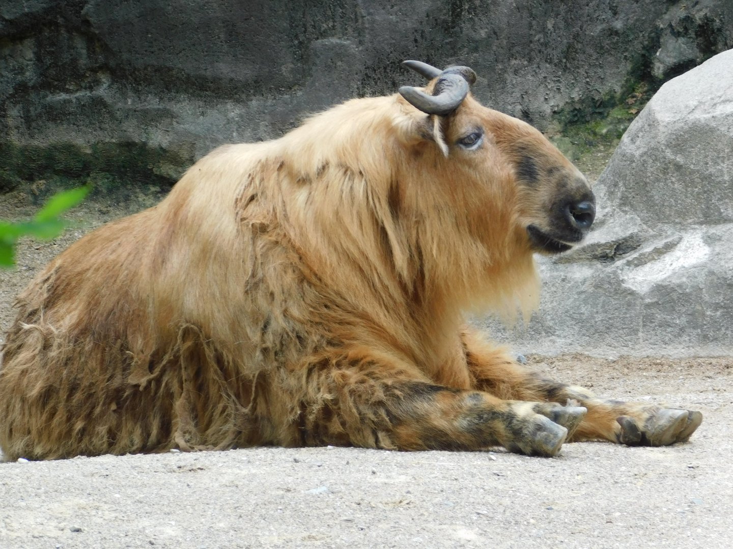 Sichuan Takin