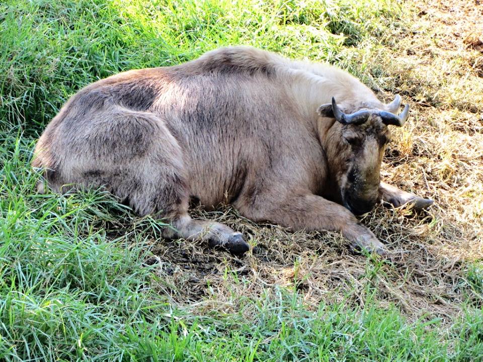 Sichuan Takin