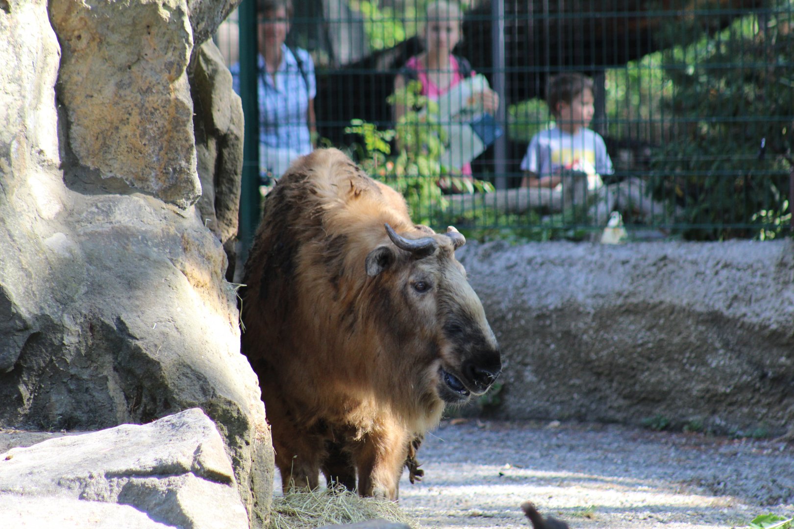Sichuan Takin