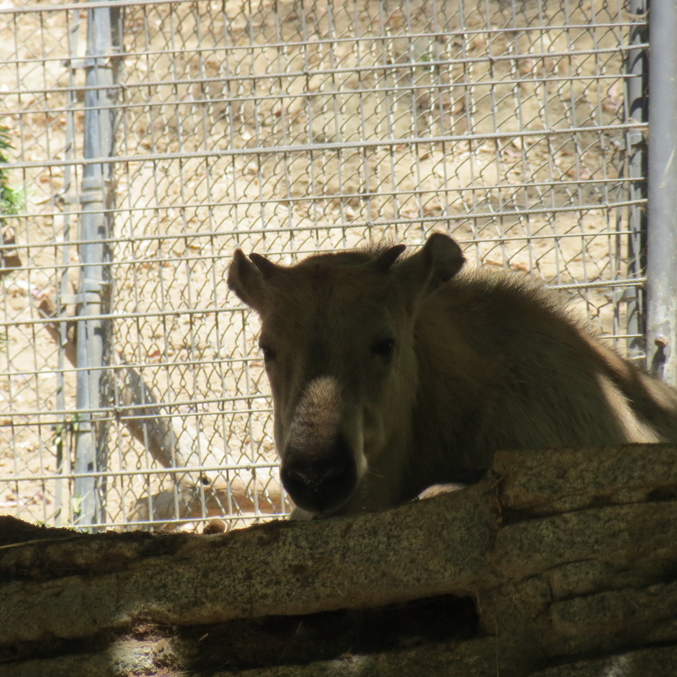 Sichuan Takin