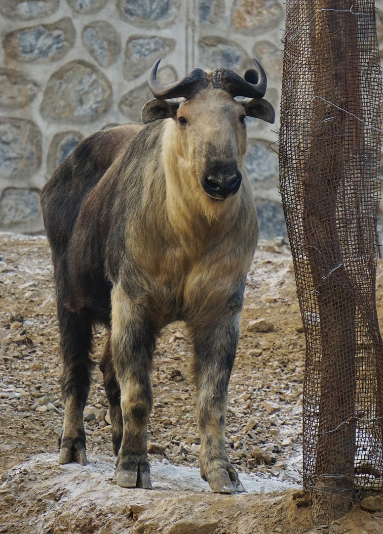 Sichuan takin