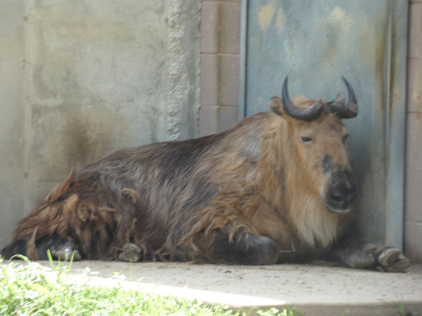 Sichuan Takin