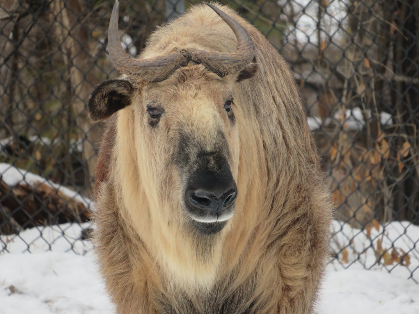 Sichuan takin