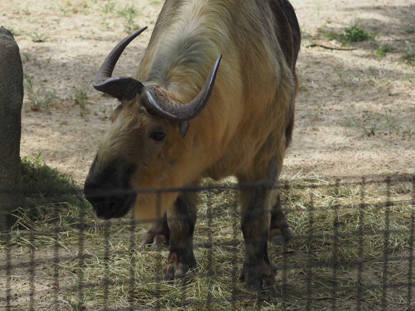 Sichuan takin