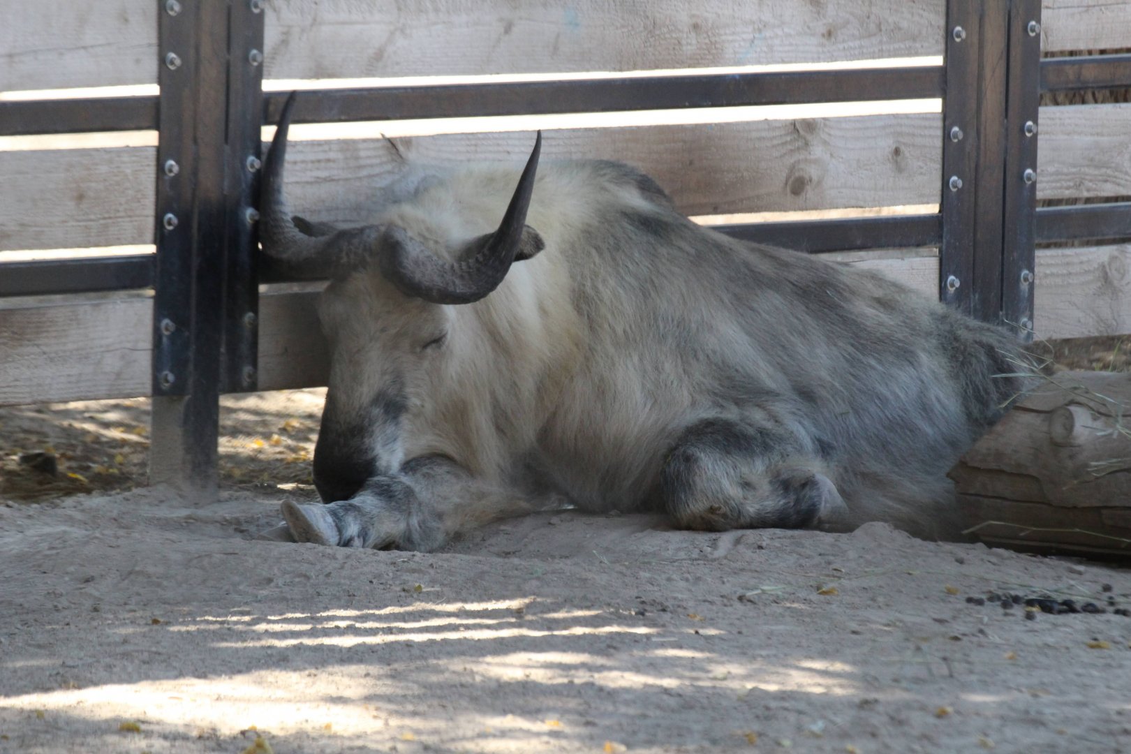 Sichuan Takin
