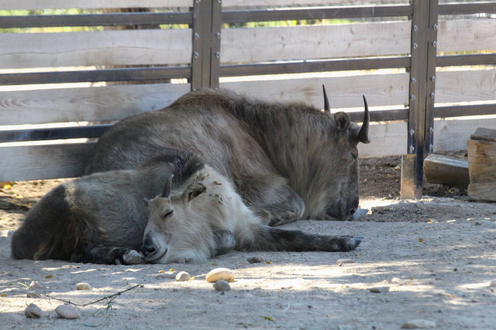 Sichuan Takin